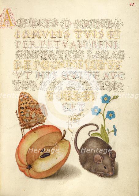 Queen of Spain Fritillary, Apple, Mouse, and Creeping Forget..., 1561-2; illumination added 1591-6. Creator: Joris Hoefnagel.
