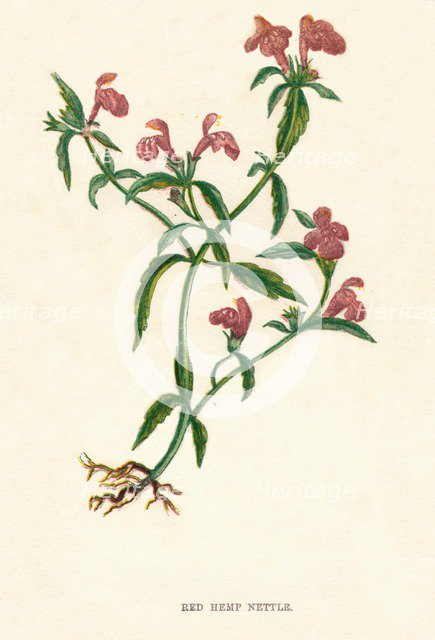 'Red Hemp Nettle', c1891, (1891). Artist: Anne Pratt.