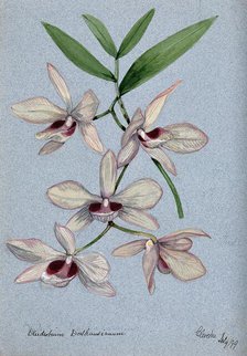 An orchid (Dendrobium Dalhausianum): flowering stem, 1899. Creator: Unknown.