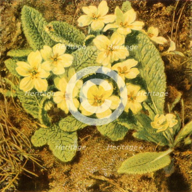 'Primroses', 1840s, (1944).  Creator: William Henry Hunt.