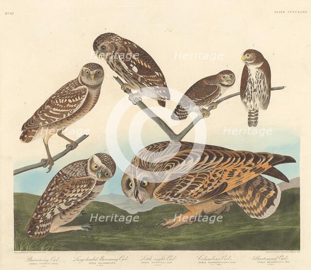 Burrowing Owl, Large-Headed Burrowing Owl andLittle Night Owl, 1838. Creator: Robert Havell.