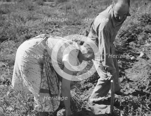 Couple digging their sweet potatoes in the fall, Irrigon, Morrow County, Oregon, 1939. Creator: Dorothea Lange.
