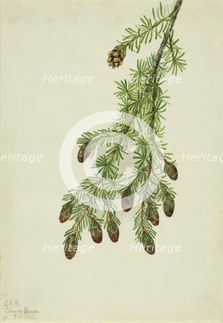 Western Hemlock (Tsuga heterophylla), 1923. Creator: Mary Vaux Walcott.