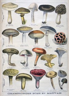 Good and bad mushrooms, 1896. Artist: Unknown