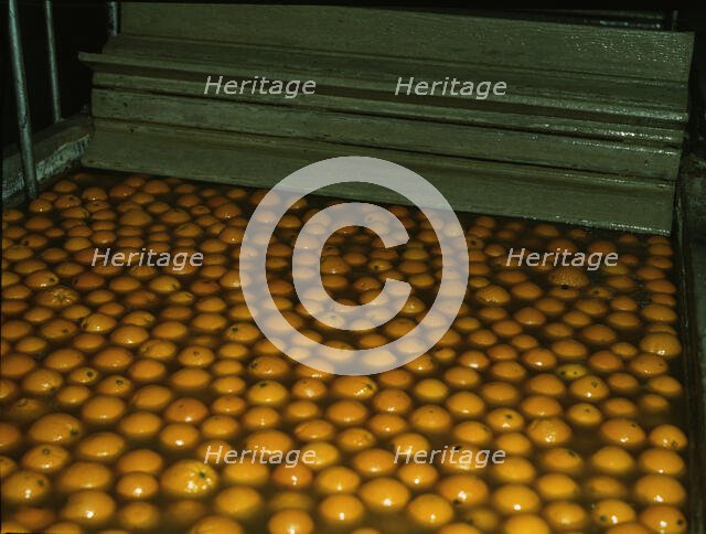 Washing oranges at an orange packing co-op, Redlands, Calif. , 1943. Creator: Jack Delano.