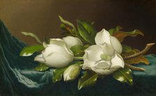 Magnolias on Light Blue Velvet Cloth, 1885/95. Creator: Martin Johnson Heade.