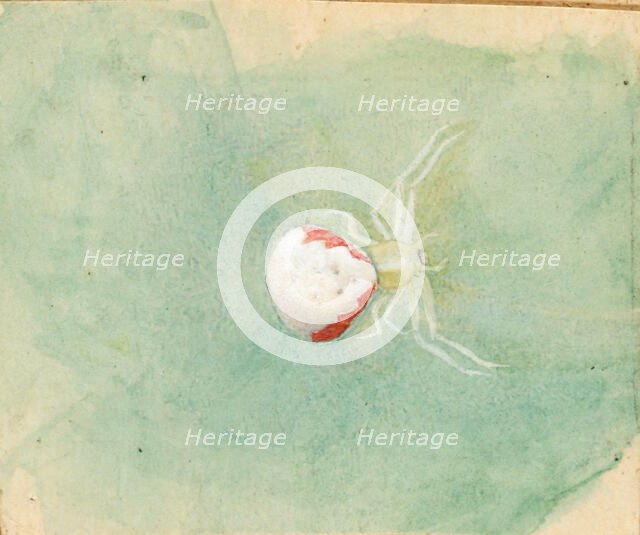 Porcelain-White Spider, late 19th-early 20th century. Creator: Emma Beach Thayer.