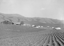 Ranch camp for pea pickers, near Milpitas, Santa Clara County, California, 1939. Creator: Dorothea Lange.