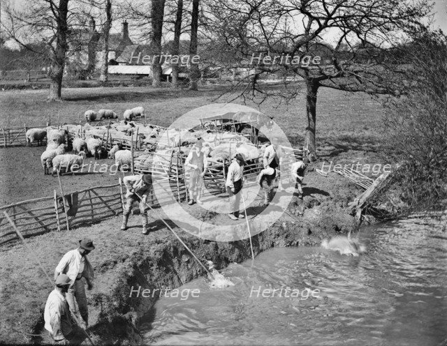 Shepherds washing their flock, Radcot Bridge, Grafton And Radcot, Oxfordshire, 1885. Artist: Henry Taunt