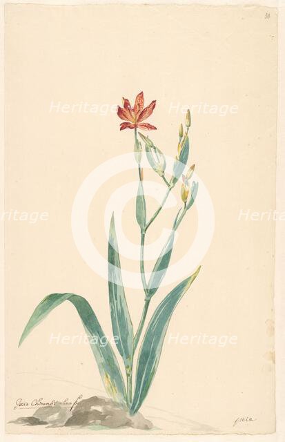 Leopard flower in a landscape, c.1775-c.1825. Creator: Willem van Leen.