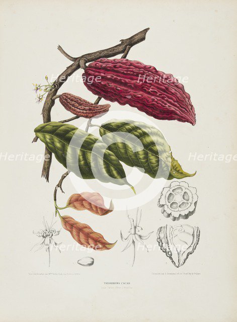 Theobroma, (Cacao tree), c1840-1890. Creator: Berthe Hoola van Nooten.