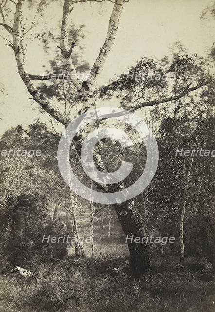 Study of a Birch Tree, Barbizon, 1860s-1870s. Creator: Constant Alexandre Famin (French, 1827-1888).