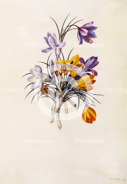 Crocuses, c. 1744 (hand coloured engraving). Creator: "Georg Dionysius Ehret (1710 - 70); Ehret, Georg Dionysius (1710-1770)".