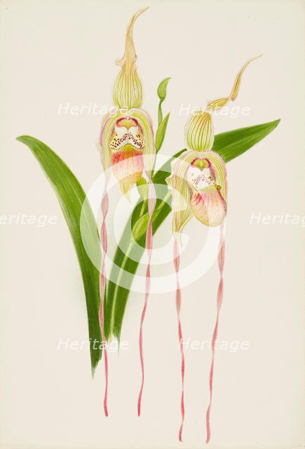 Orchid: Cypredium Dominianum delicatum, 1906. Creator: Frederick William Bolas.