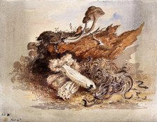 A group of fungi, possibly including Clavaria and Agaricus species, c19th century. Creator: Unknown.