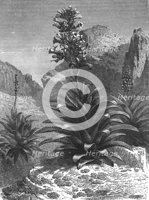 'Agaves in Bloom; A zigzag journey through Mexico', 1875.  Creator: Thomas Mayne Reid.