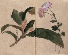 Two flowering plants, possibly a chrysanthemum and loquat (Eriobotrya japonica). Creator: Unknown.