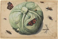 Head of Cabbage with Insects, early 17th century. Creator: Unknown.