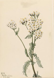 Western Yarrow (Achillea lanulosa), 1922. Creator: Mary Vaux Walcott.