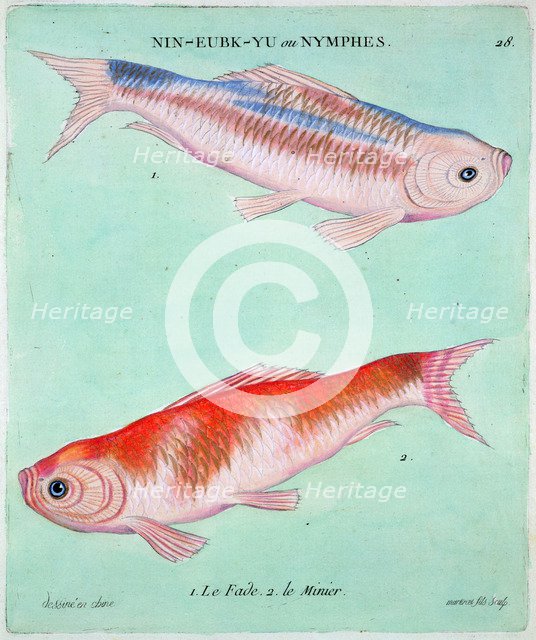 Chinese goldfish, 18th century. Artist: Francois  Nicholas Martinet