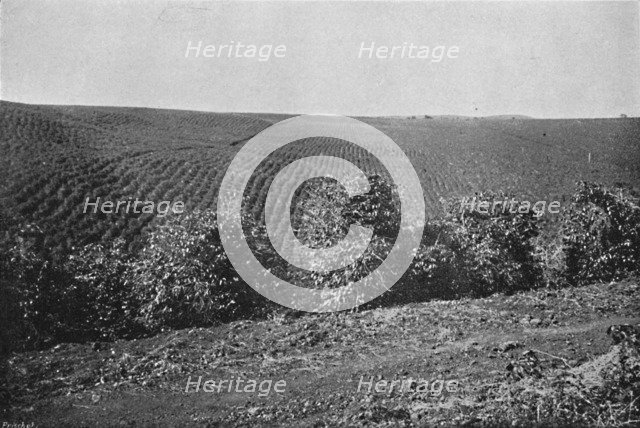 'Plantacao de Cafe formado', (Coffee Plantation), 1895. Artist: Axel Frick.