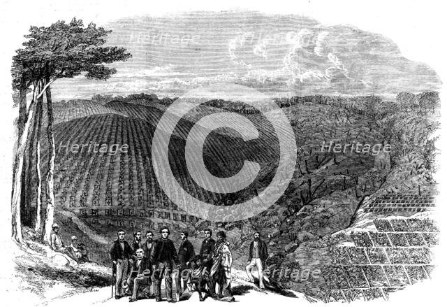 Peruvian bark tree plantations in the Neilgherry Hills, India..., 1862. Creator: Unknown.