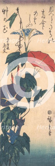 Morning Glories, ca. 1843., ca. 1843. Creator: Ando Hiroshige.
