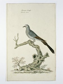 Oena capensis (Namaqua dove), c.1778. Creator: Robert Jacob Gordon.