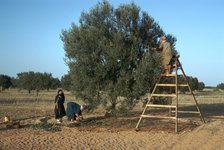 Olive picking in Tunisia.