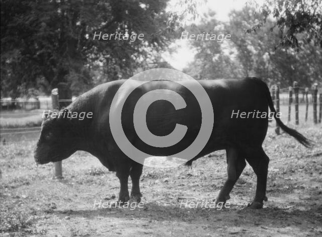 Travel views of Cuba and Guatemala, between 1899 and 1926. Creator: Arnold Genthe.
