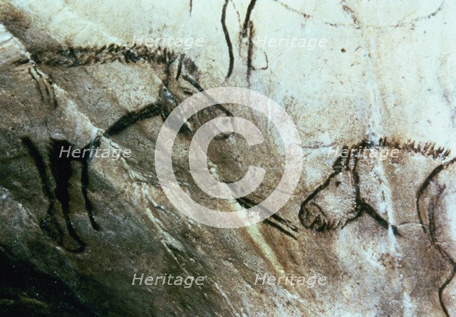 Bearded Horses in the Black Hall (Niaux cave) - panel 3: they are drawn in black by dashed profil…