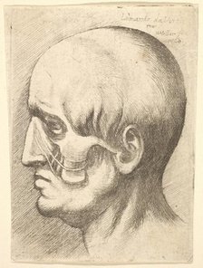 Male head in profile to left with muscles exposed, 1660. Creator: Wenceslaus Hollar.