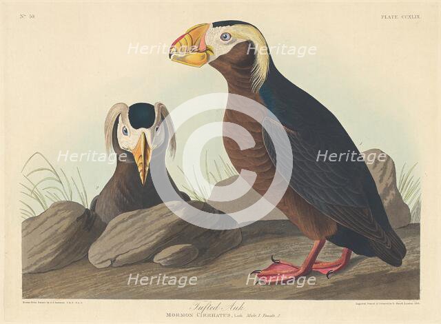 Tufted Auk, 1835. Creator: Robert Havell.