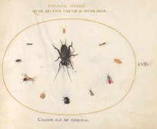Plate 65: A Cricket Surrounded by Insects, c. 1575/1580. Creator: Joris Hoefnagel.
