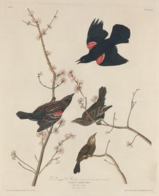 Red-winged Starling, 1829. Creator: Robert Havell.