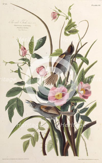 The Sea-side Finch. From "The Birds of America", 1827-1838. Creator: Audubon, John James (1785-1851).