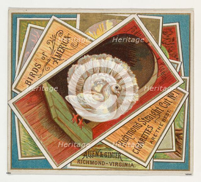 Fantail Pigeon, from the Birds of America series (N37) for Allen & Ginter Cigarettes, 1888. Creator: Allen & Ginter.