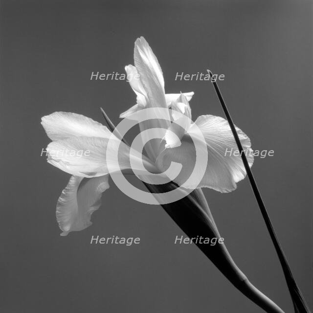 Iris. Creator: Tom Artin.