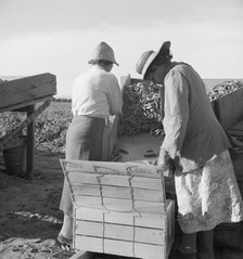 Large-scale industrialized agriculture, Calipatria, Imperial Valley, California, 1939. Creator: Dorothea Lange.