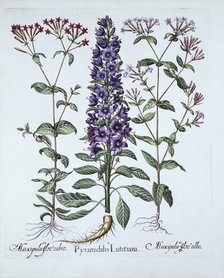 Pyramidal Campanula, Muscipulas, from 'Hortus Eystettensis', by Basil Besler (1561-1629), pub. 1613 