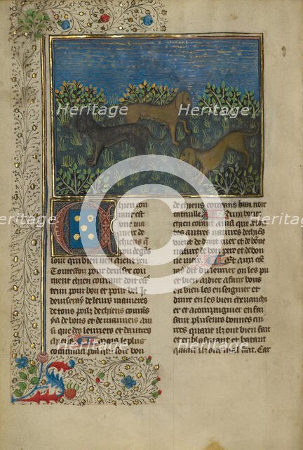 Hounds; Livre de la Chasse, about 1430-1440. Creator: Unknown.