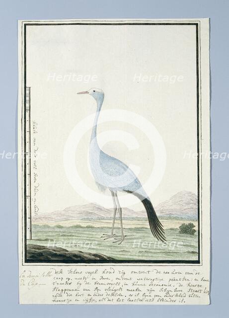Anthropoides paradisea (Blue crane or Stanley crane), 1777-1786. Creator: Robert Jacob Gordon.