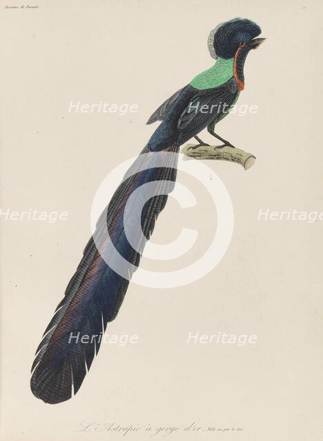 Bird-of-paradise, 1835. Creator: Lesson, René Primevère (1794-1849).