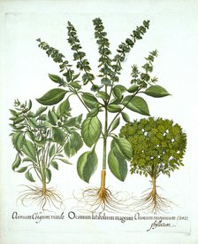 Holy Basil, and Two Further Varieties of Basil, from 'Hortus Eystettensis', by Basil Besler (1561-16