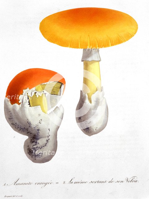 Amanita Caesaria (Caesar's Mushroom), 1821. Artist: LFJ Hoquart
