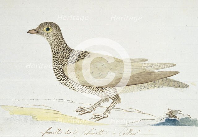 Pteroclurus bicinctus (Double-banded sandgrouse), c.1778. Creator: Robert Jacob Gordon.