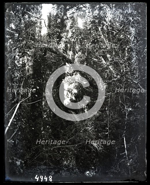 United States Fish Commission Steamer "Albatross" Circumnavigation of South America, 1888. Creator: United States National Museum Photographic Laboratory.