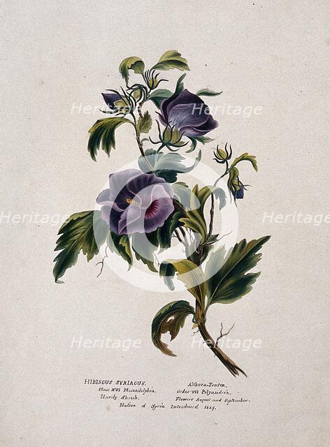 Rose-of-Sharon (Hibiscus syriacus): flowering stem, (c1850?). Creator: Unknown.