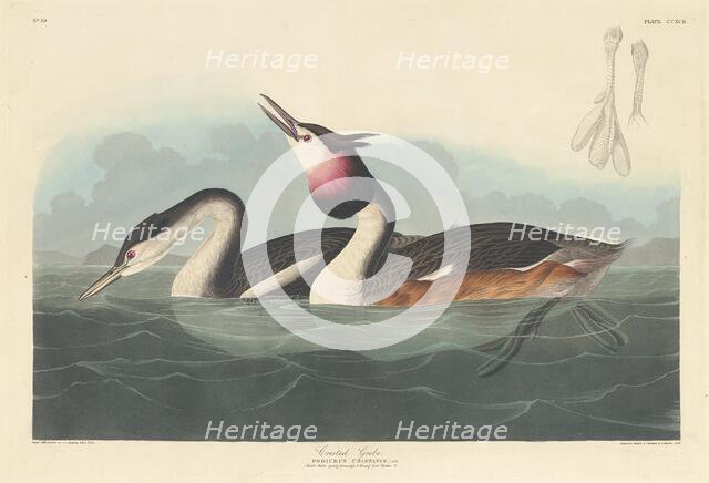 Crested Grebe, 1836. Creator: Robert Havell.