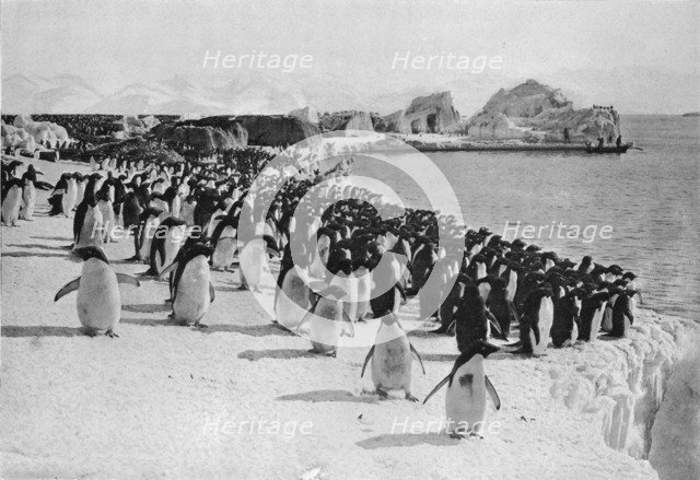 'Penguins Promenade', c1911, (1913).  Artist: G Murray Levick.